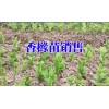 云南香橼树苗佳种植时间段_香橼小苗什么时候种植?