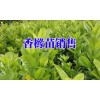 香橼种植户_3～5月份为苗条迁插的佳节令_