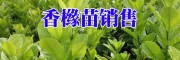 香橼树苗低价_哪里有香橼树苗出售