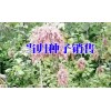 2017当归_西南当归种子销售价格&当归种植保回收公司