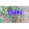 哪里的金铁锁种子低价@种子销售批发价格@,独定子籽种信息