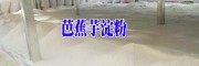 中药材蕉芋(又叫芭蕉芋)图片