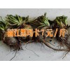 丽江黑玛卡&云南黑玛卡新批发@黑玛卡批发销售价格