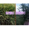 雪松种子哪里的好&2017雪松批发行情&雪松育苗户