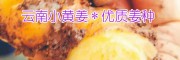 产地小黄姜