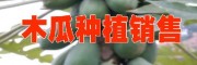 云南特色水果网|