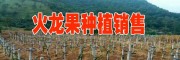 目前火龙果价格