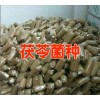 丽江/大理茯苓菌种哪里卖%茯苓菌种价格(附图)