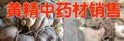 云南黄精根茎价格(收购公司报价)