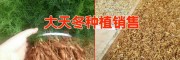一亩地需要多少天冬种子(苗)