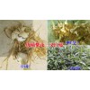 白芨(紫花三叉大白芨)苗特点(适应性高)_长势好，成活率高
