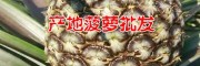 自产自销无眼菠萝