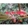 3年生的草果苗哪里在销售&草果苗3年生的批发报价