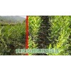 云南/贵州/广西澳洲坚果小苗|澳洲坚果种苗 A16品种树苗、788品种）