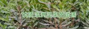 2017澳洲坚果苗