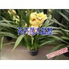 红河哪里批发大花蕙兰|2017大花蕙兰批发| 樱桃苗供应|