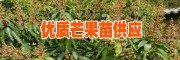 辉煌苗圃(芒果树苗,核桃小苗)