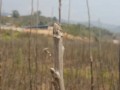 云南大泡核桃图片大全&景东大泡核桃&云南泡核桃苗栽种时间