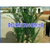 雪松育苗种植户&昆明雪松苗市场*20-60公分的雪松批发销售