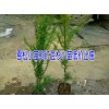 雪松小苗图片集|云南红豆杉