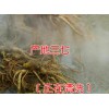 云南文山正品剪口超细粉供应|一极二年三七花900公斤左右销售