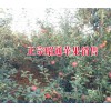 昭通苹果合作社联系·昭通苹果销售信息网#|
