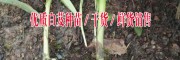 云南白芨种苗价格(多少一株)