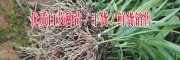 保山白芨小苗价格