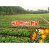 云南沃柑苗价格@ 玉溪周边的沃柑苗#云南哪里批发沃柑苗