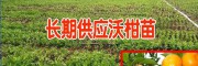 供应70沃柑苗万株[云南农业科技开发有限公司]