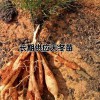 云南高产大天冬种苗种子-昆明高产天门冬销售