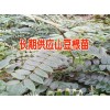 山豆根网&2017云南山豆根中药材价格&山豆根市场报价行情