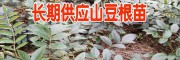 云南哪里有山豆根种苗卖