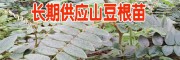 2018山豆根苗价格表(附图)