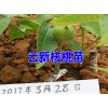 云新核桃苗批发|云新核桃苗价格|普洱果树苗&景东果树苗基地|