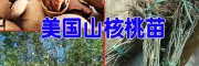 美国山核桃苗
