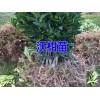 云南沃柑苗哪里有卖&沃柑好不好卖&哪里的沃柑苗成活率高