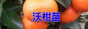 沃柑育苗户联系@沃柑苗基地批发(图片)