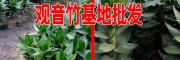 观音竹哪里的低价