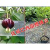 巴西甜樱桃种植@巴西甜樱桃多少钱一公斤*优质巴西甜樱桃苗