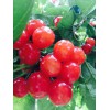 昆明樱桃是什么季节的水果|优质樱桃什么时候能上市？