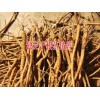 独定子多少钱一斤&今年独定子种植技术指导%曲靖独定子药材
