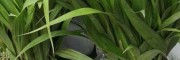 白芨种植基地/铁皮石斛