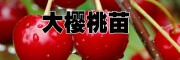 大樱桃品种