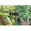 青花椒苗价格@云南青花椒苗哪里的好?青花椒销售基地批发