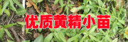 2017黄精小苗批发