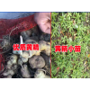 云南小白芨种苗批发价格#【2017云南黄精种苗价格】
