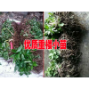 2017中药材种苗网@白芨,黄精,重楼种苗销售商