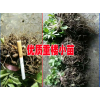 文山产地中药供应商[重楼/白芨/黄精]#优质中药材小苗厂家