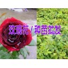 玫瑰小苗价格#玫瑰小苗批发&玫瑰苗基地批发价格